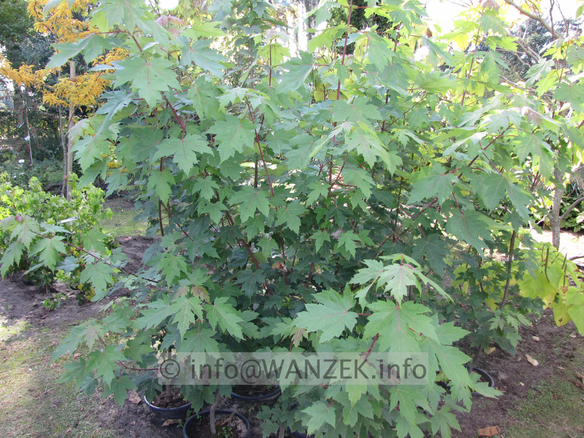 Acer rubrum Jeffersred im Sommer.JPG